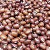 31267 adzukibohnen auf microgreens 100g
