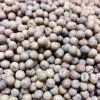 31396 erbsen gesat mit maple leaf auf microgreens 100 g