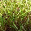 31429 1 dill auf microgreens 50 g