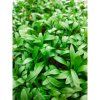 31432 1 gesater koriander gebrochene samen fur microgreens 100 g