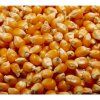 31435 mais auf microgreens 100 g