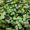31648 1 pak choi rot auf microgreens 50 g