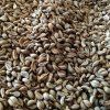 31672 gartenpetersilie auf microgreens 100 g