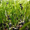 31705 1 gartenlauch auf microgreens 50 g