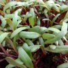 31864 rosa bete auf microgreens 50 g
