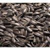 34748 1 einjahrige sonnenblume auf microgreens 100 g