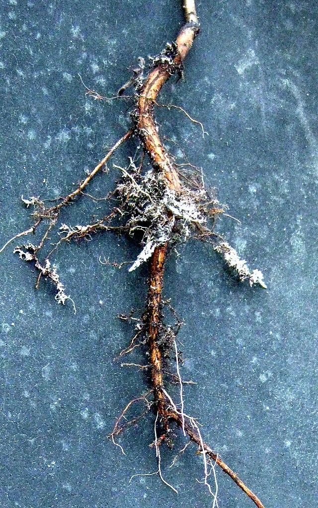 Mykorhiza aneb Vysoké výnosy bez chemie