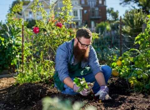 Substráty a hnojiva CANNA: 30 let výzkumu pro úspěšné pěstování rostlin indoor i outdoor