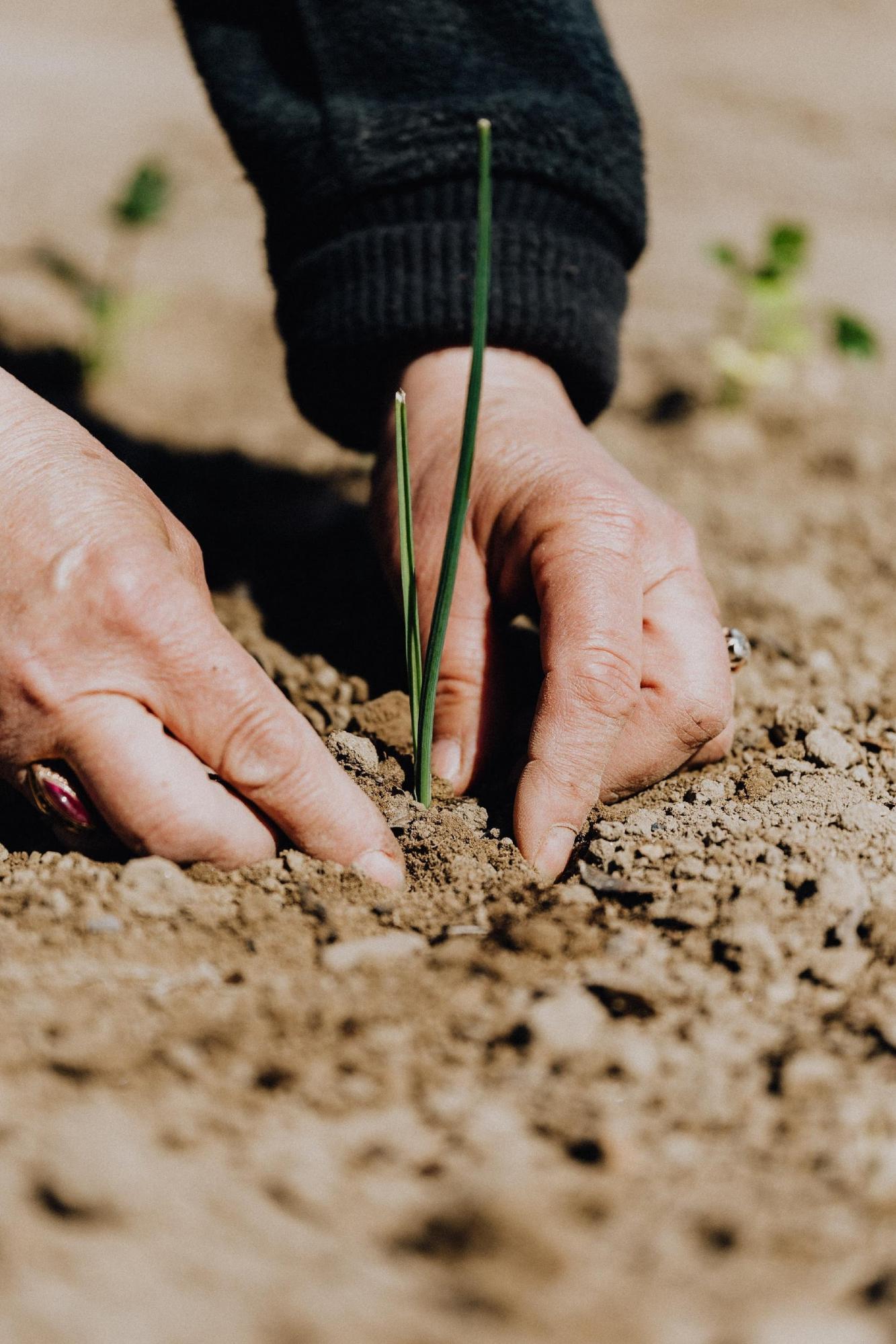 BioNova Veganics – hnojiva nejen pro vegany