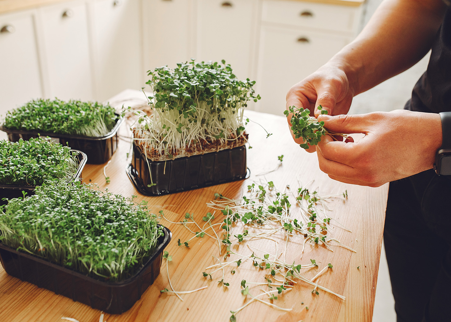 Zachraňte svou zimní vitalitu s microgreens: Silný zdravotní boost přírodou