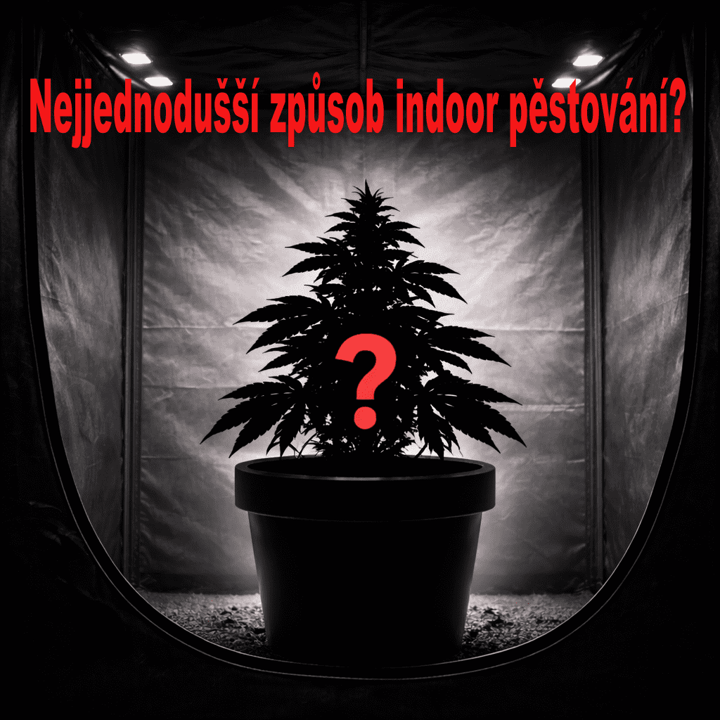 Jaký je nejjednodušší způsob, jak pěstovat indoor?