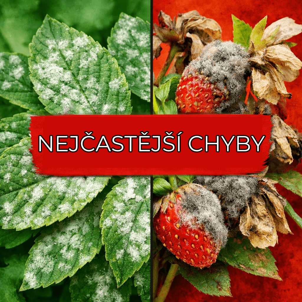 Přestaňte dělat těchto 6 chyb a zbavte se plísní na rostlinách