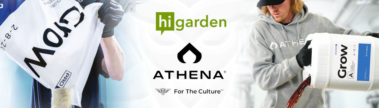 Athena highest level