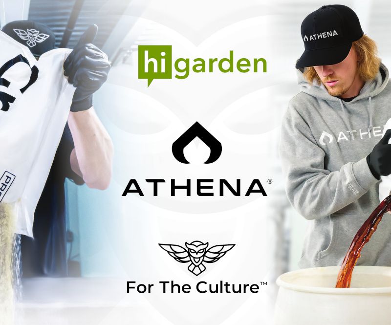 Athena highest level