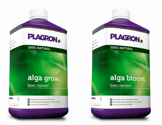 a_P_algagrowbloom