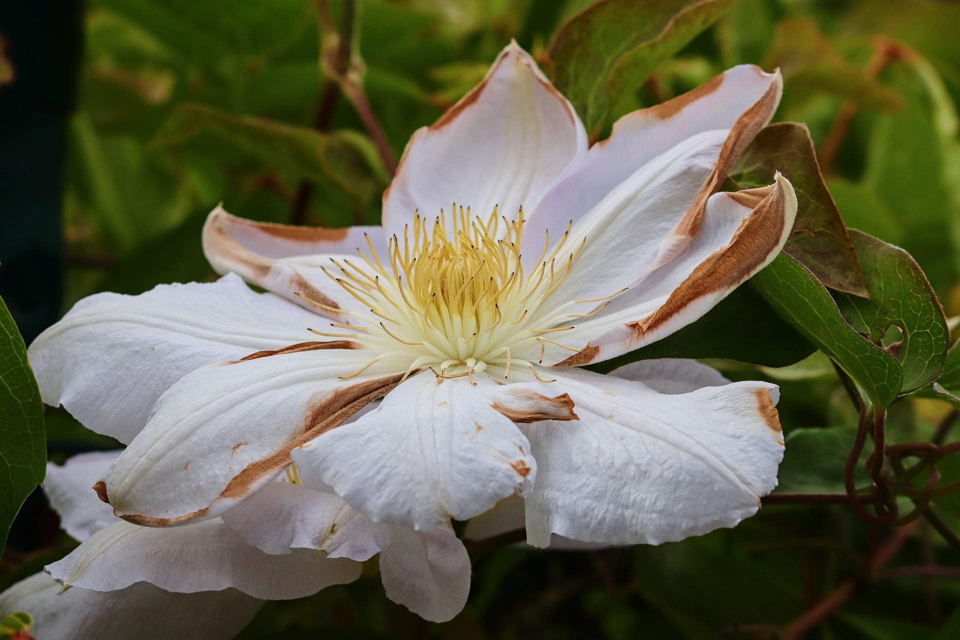 clematis-5178649_1920