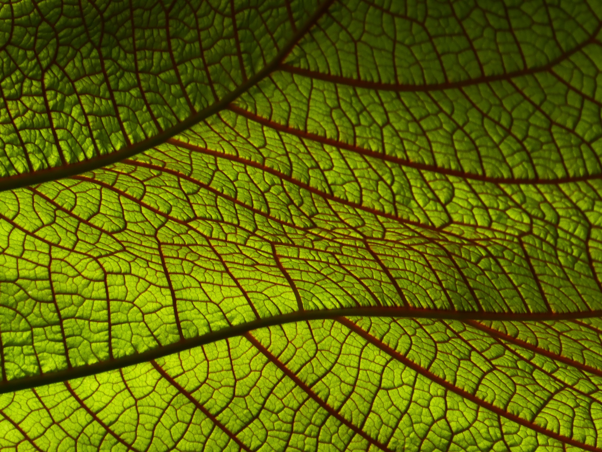 leaf-4764359_1920