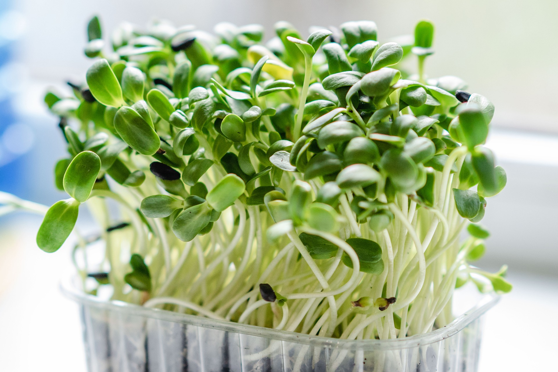 10. Green Fingers: Sprout Plant Haven