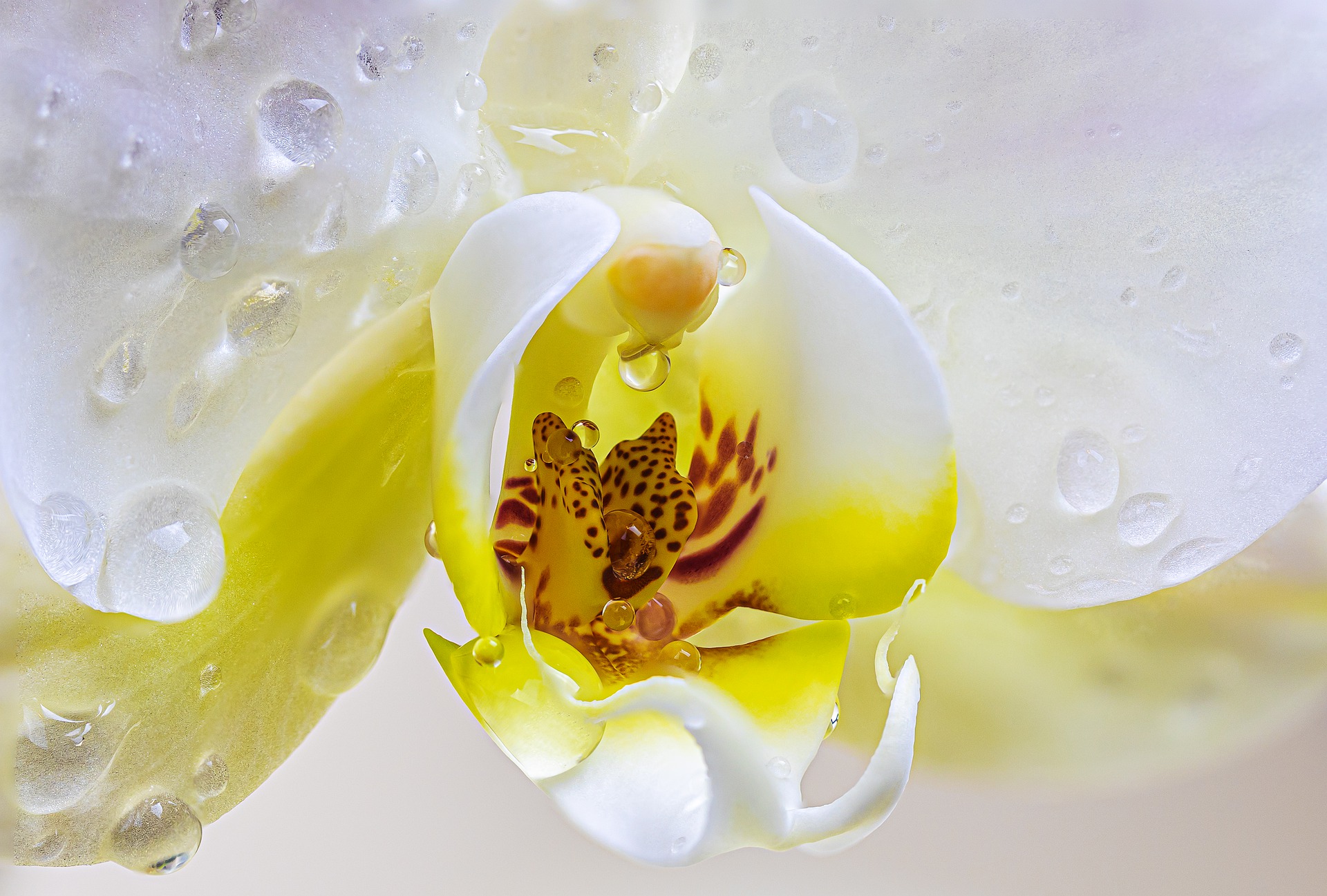 orchid1