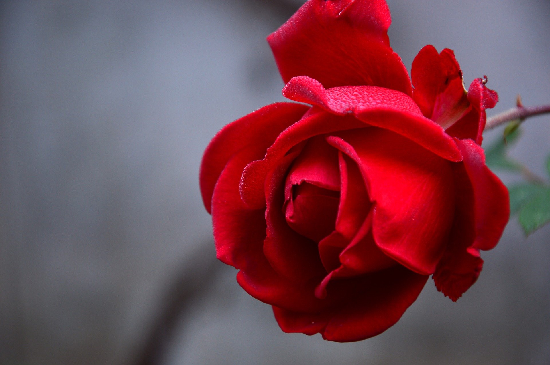 rose-3802424_1920