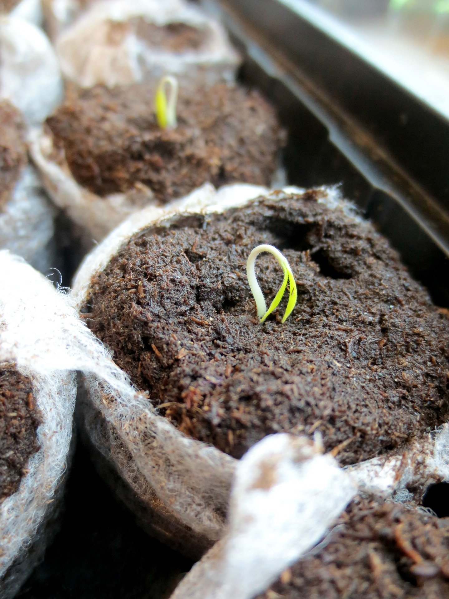 seedling
