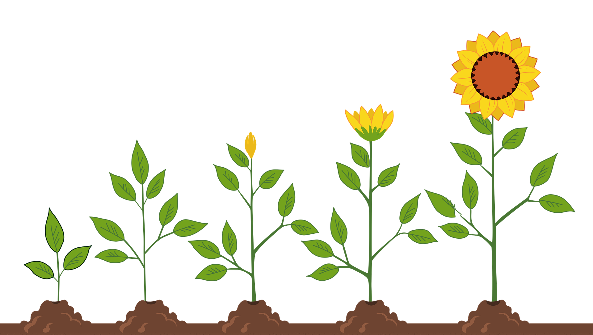 sunflowers-5665223_1920