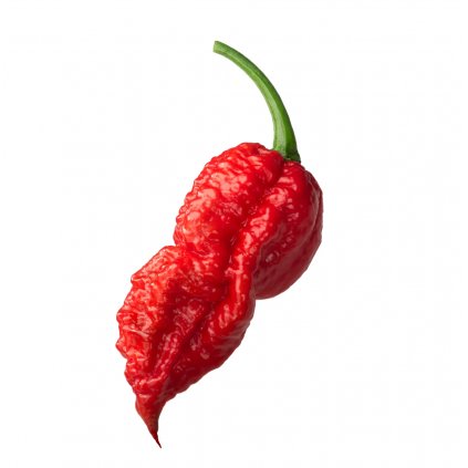 Bhut jolokia red