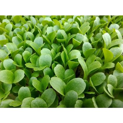 188 2 salat microgreens