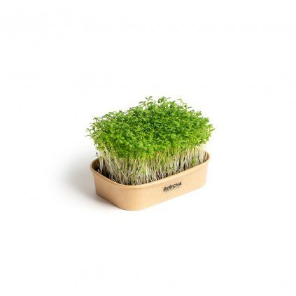 Sada na domáce pestovanie microgreens žerucha