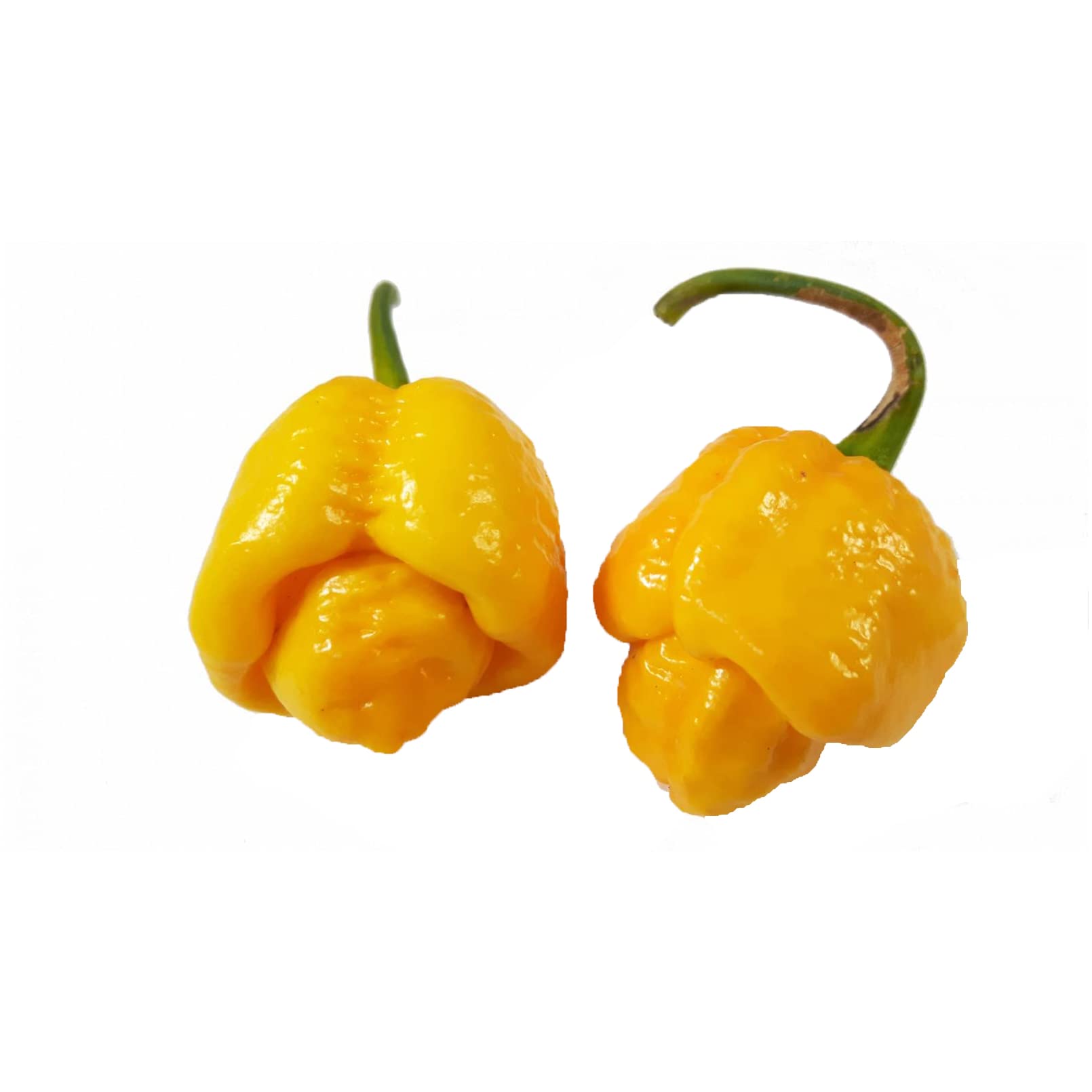 Spicy Chili Pepper Seeds TRINIDAD MORUGA SCORPION YELLOW