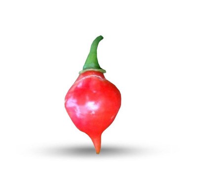 Semínka Piquant Paprička chilli PEITO DE MOCA