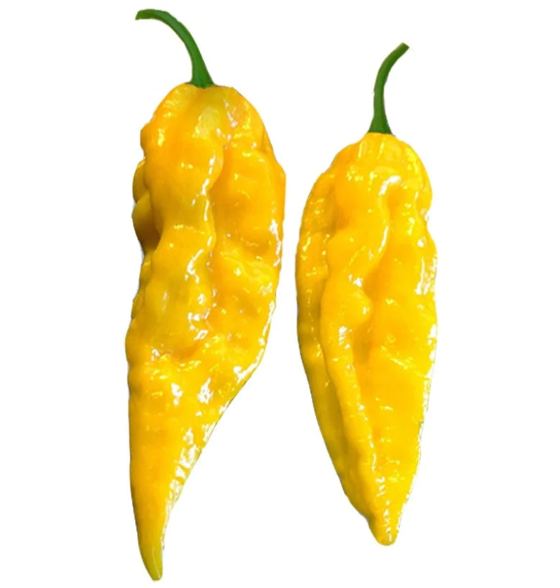 Piquant Paprika Seeds CHILLI BHUT JOLOKIA YELLOW