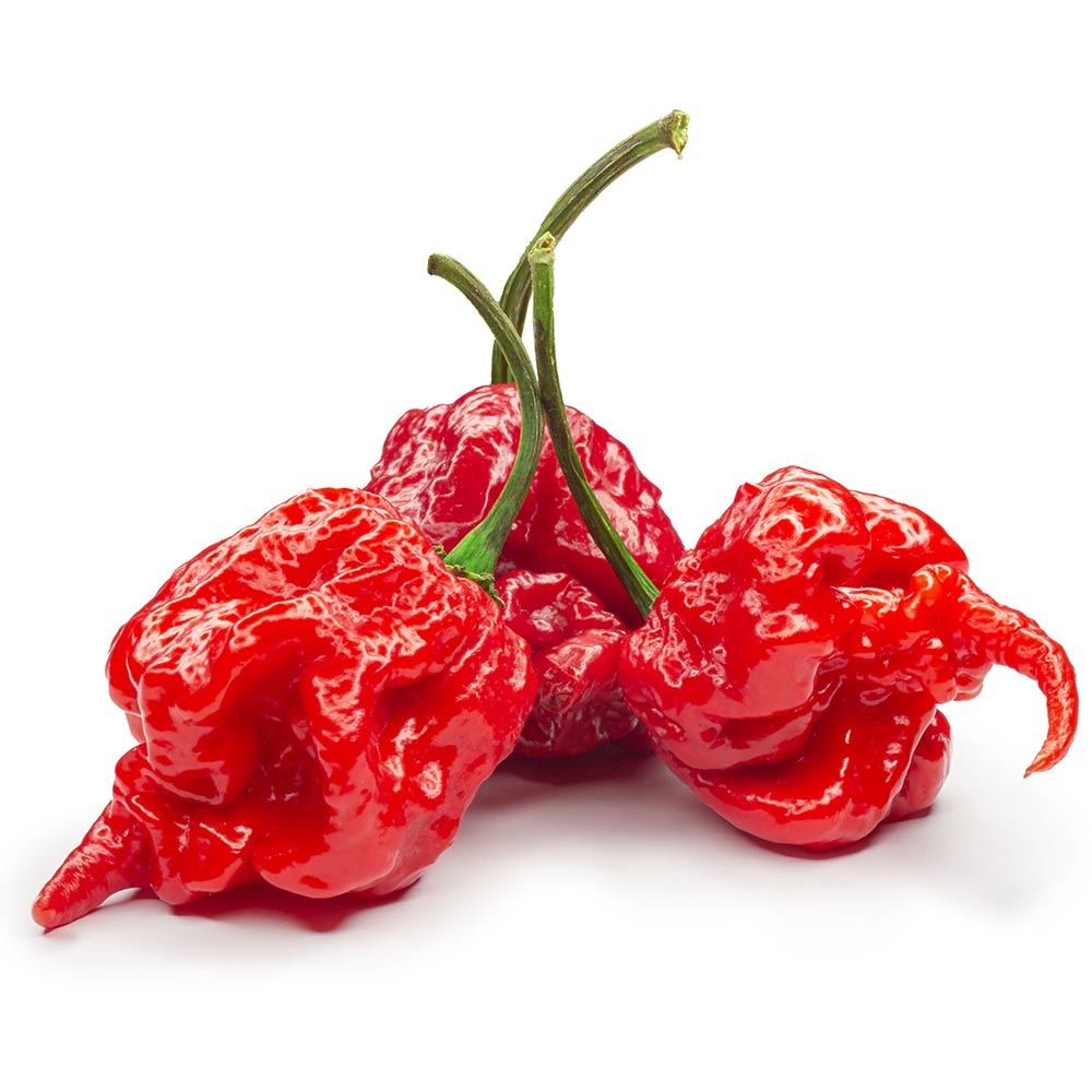 Semínka Piquant Paprička chilli CAROLINA REAPER