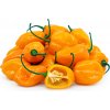 Hot Chilli Pepper Habanero Orange