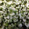 Černá toskánská kapusta na microgreens, 50 g