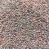 Čierna toskánska kapusta na microgreens, 50 g