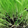 Cibuľa na microgreens, 50 g