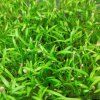 Mrkva na microgreens, 50 g