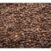 Červená reďkev Red Sango na microgreens, 50 g