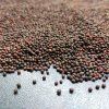 Ružová kaleráb na microgreens, 50 g