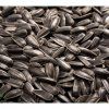 Slnečnica ročná na microgreens, 100 g