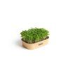 Sada na domáce pestovanie microgreens Rukola