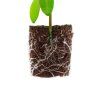 Root!t Dry Peat Free Plug bez sadbovača, 1ks