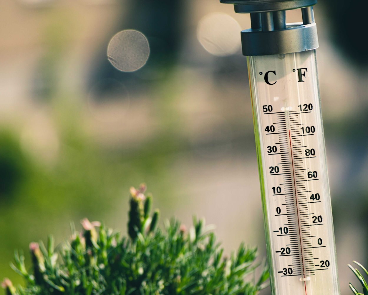 Hohe Temperaturen beim Indoor-Anbau: So schützt du deine Pflanzen