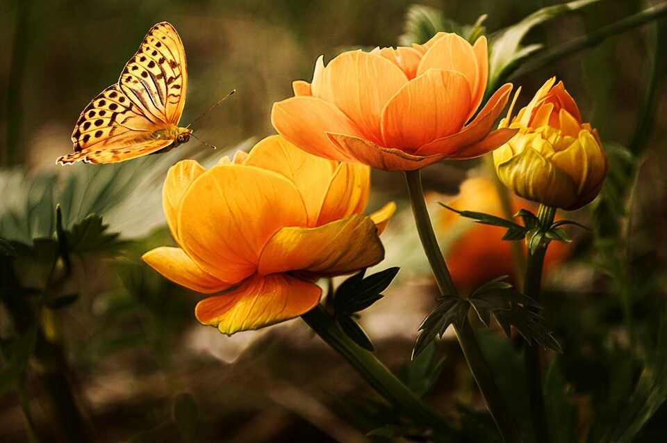 Blüten-Booster: Das Geheimnis massiver Blüten und reicher Ernten