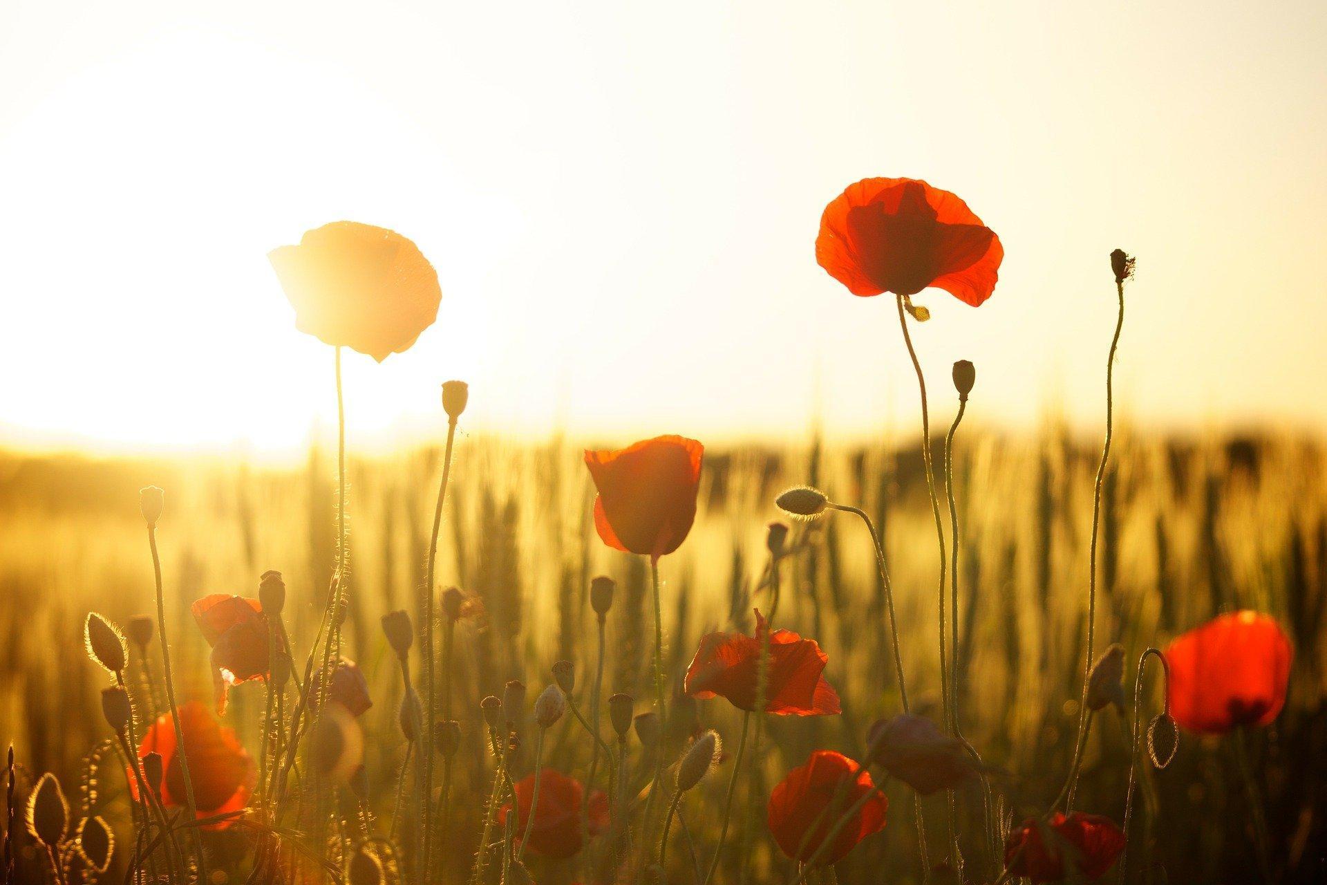 Anzucht im Haus: Wie man zur Blüte kommt