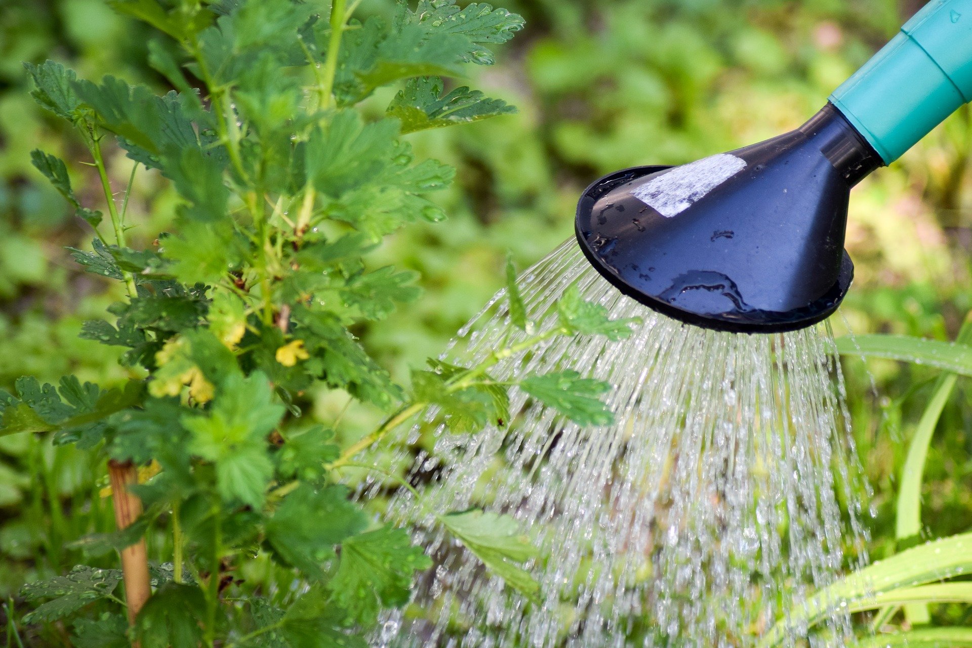 Was Sie über das Wasser wissen müssen, mit dem Sie gießen