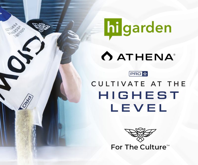 Athena highest level