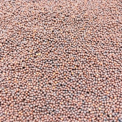 Roter Senf auf Microgreens, 50 g