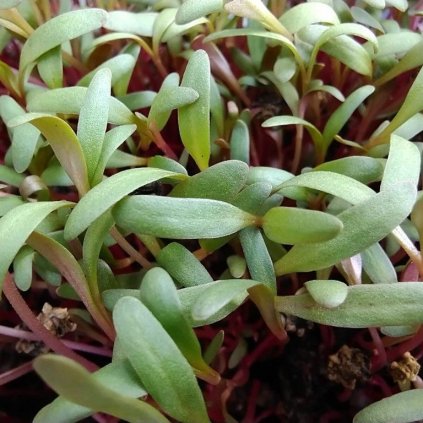 Rosa Bete auf Microgreens, 50 g